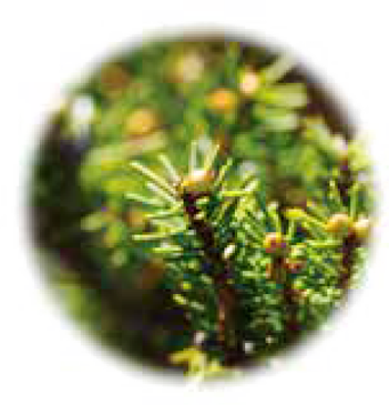 A Rare Treatment with “Akaezomatsu Essential Oil”
